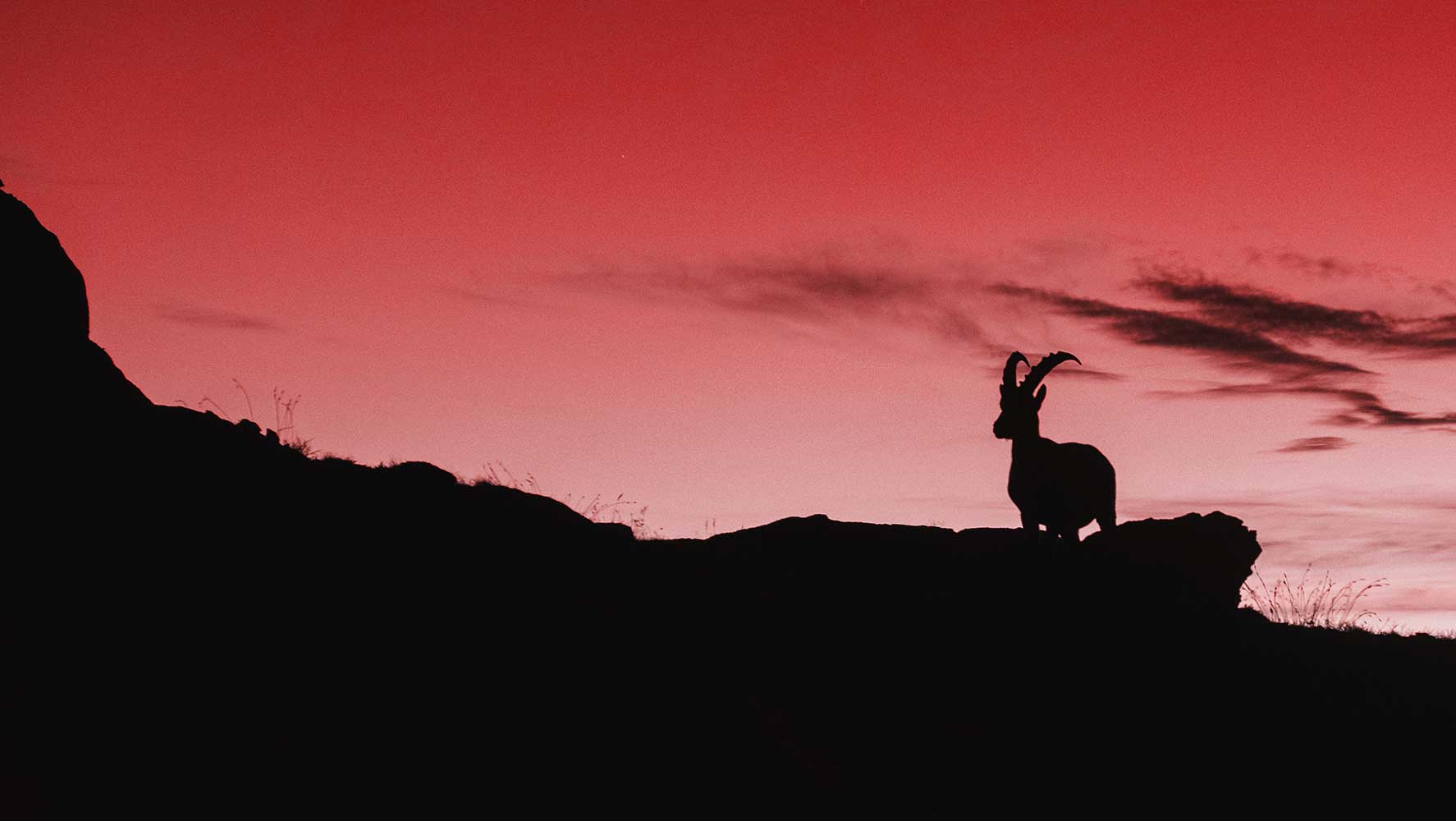 Goat on a hill at dusk